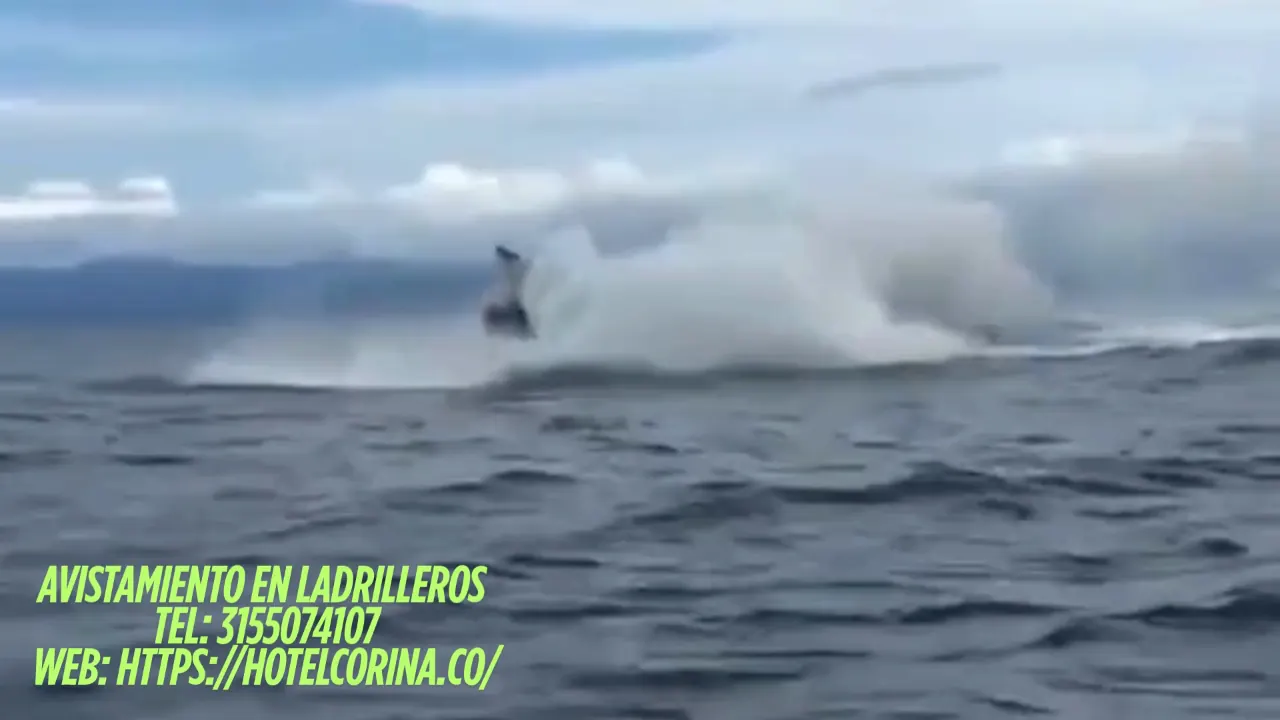 Ballena jorobada saltando frente a Ladrilleros (video de huéspedes del Hotel Corina)
